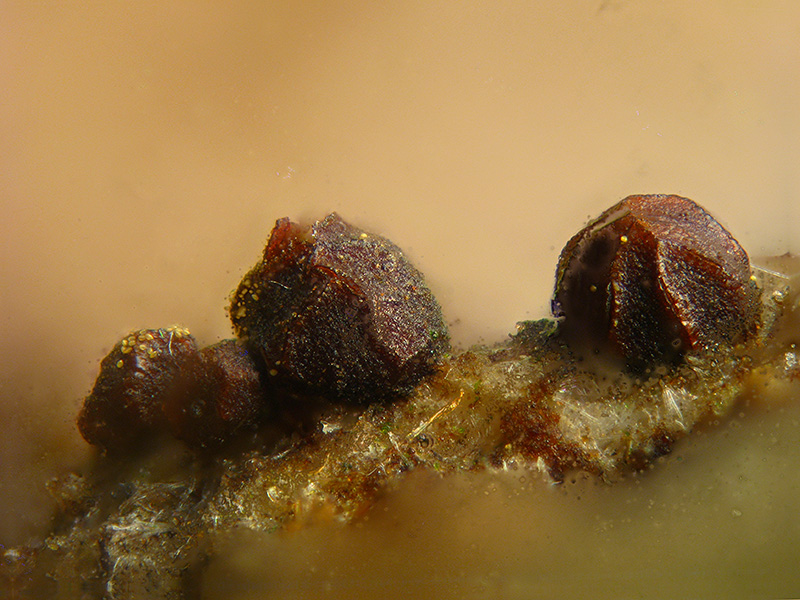 Licea sp.